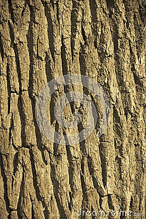 Bark on old weathered tree trunk Stock Photo