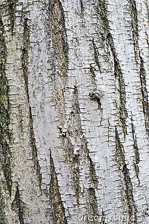 Bark Stock Photo