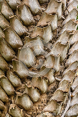 Bark palm tree Stock Photo