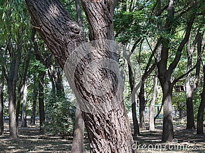 The Bark of a Perennial Elm Tree Is Dotted with Deep Grooves and Cracks Stock Photo