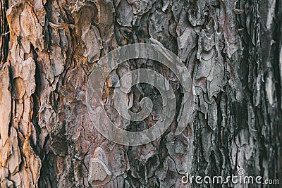 Bark of pine tree texture and background. Close up view of old and rough pine bark. Stock Photo