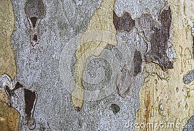 Bark of platan tree Stock Photo