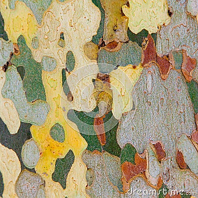 Bark of platan tree Stock Photo
