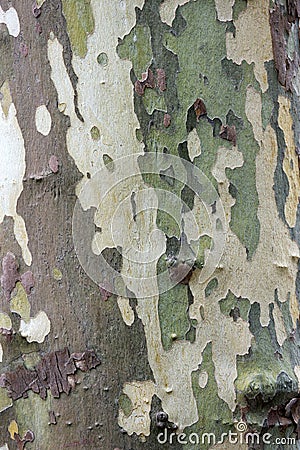 Bark of the platan tree. Texture Stock Photo