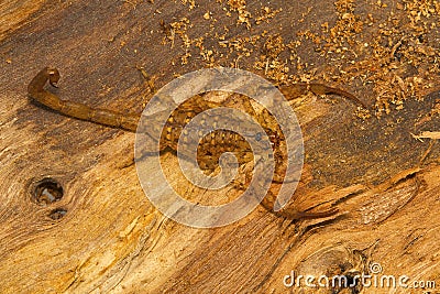 Bark scorpion, Isometrus vittatus which bears a long metasoma and short sting. Common on tree trunks. Chengalpettu, Tamil Nadu, Stock Photo