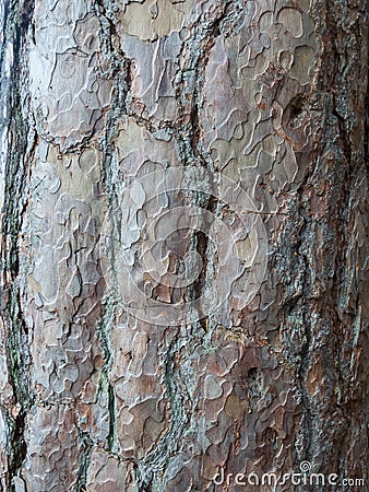 Bark. Spruce is European. Stock Photo