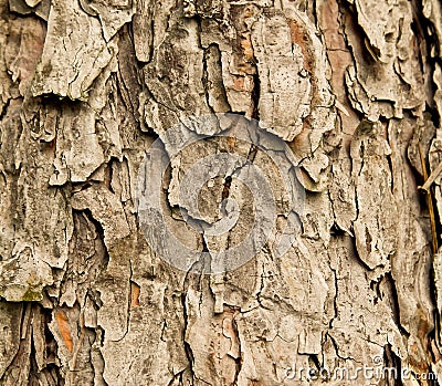 Bark of spruce tree Stock Photo