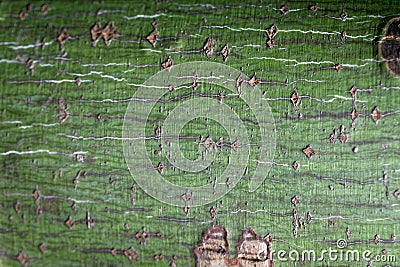 Bark of a striped maple, Acer pensylvanicum Stock Photo