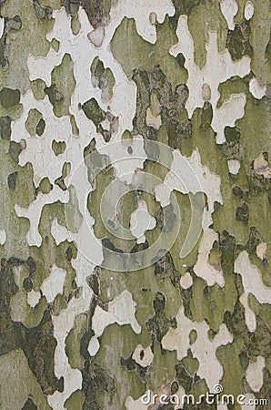 Bark of sycamore tree, natural camouflage pattern Stock Photo