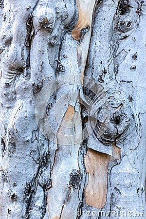 Bark of Texas Madrone Stock Photo