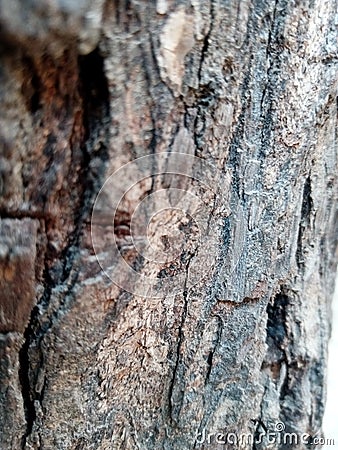 Bark texture or close up of Babool, Gum Arabic Tree, Vachellia Nilotica, Kikar Stock Photo