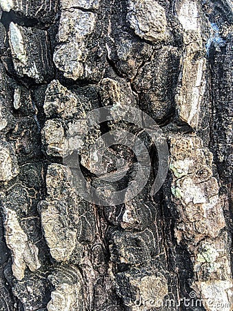 Bark texture of sapodilla tree Which is old Stock Photo