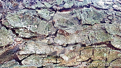 Bark texture, tree shell to use as background or texture Stock Photo