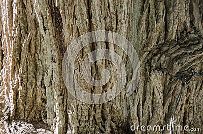 Bark of tree, close up to the trunk of a tree. Stock Photo