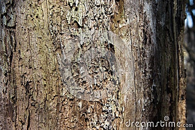 The bark of a tree covered with moss Stock Photo