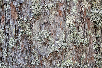 The bark of the tree is covered with lichen Stock Photo