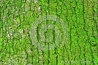 Bark of a tree and green moss on a trunk Stock Photo