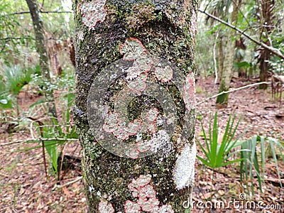 Bark of a Tree with Mushrooms - Bulow Plantation Ruins Historic State Park near Daytona - Monument Stock Photo