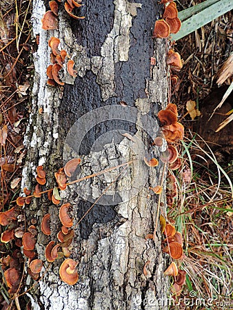 Bark of a Tree with Mushrooms - Bulow Plantation Ruins Historic State Park near Daytona - Monument Stock Photo