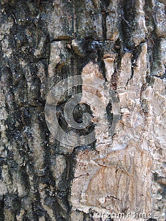 Bark on tree Stock Photo