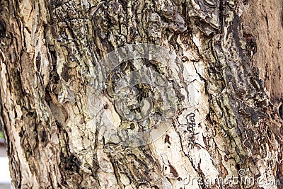 The bark of tree Stock Photo