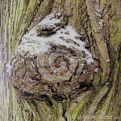 Alien from another world. Bark of a tree-a sculptural portrait of the unknown other world. Portrait of a Scarecrow from a parallel Stock Photo