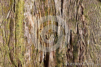 Bark of a tree texture pattern background Stock Photo