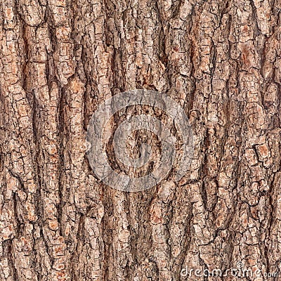 Bark tree texture Stock Photo