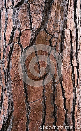Bark tree textured Stock Photo