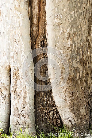Bark tree wound Stock Photo