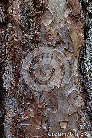 Bark trunk texture of coniferous tree Ponderosa Pine, also called Bull Pine or Blackjack Pine Stock Photo