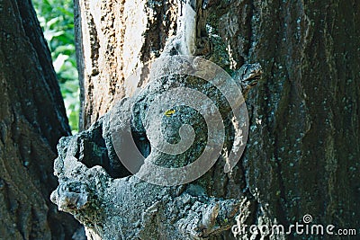 Bark with unusual patterns. Tree bark texture. Interesting patterns on the bark of trees. Bark on a tree closeup. Old Wood Tree Stock Photo