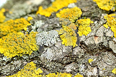 A bark of weeping willow and a yellow moss Stock Photo