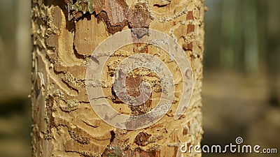 Bark wood beetle pest Ips typographus infestation, spruce and bast tree infested attacked by European spruce, making their way in Stock Photo