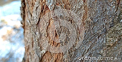 Bark young tree texture willow tree close up Stock Photo