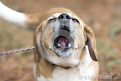 Barking Beagle dog on leash howling Stock Photo