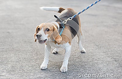 Barking beagle Stock Photo