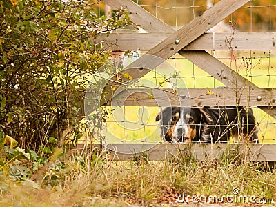 Barking black border collie dog behind fence country home Stock Photo