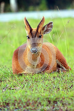 Barking deer Stock Photo