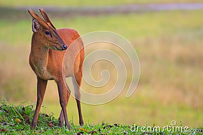 Barking deer in khaoyai national park Stock Photo