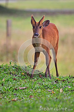 Barking deer in khaoyai national park Stock Photo