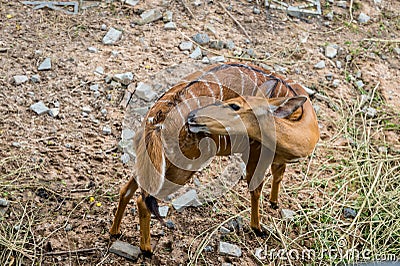 Barking deer living in nature. Barking deer on the field. Barking deer in forest Stock Photo