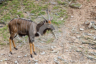 Barking deer living in nature. Barking deer on the field. Barking deer in forest Stock Photo