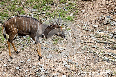 Barking deer living in nature. Barking deer on the field. Barking deer in forest Stock Photo