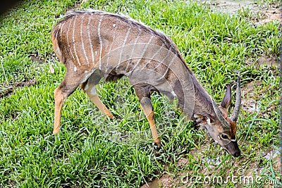 Barking deer living in nature. Barking deer on the field. Barking deer in forest Stock Photo