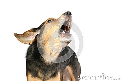 Barking dog Stock Photo