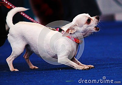 Barking dog Stock Photo