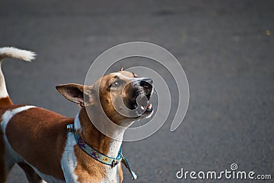 Barking dog Stock Photo