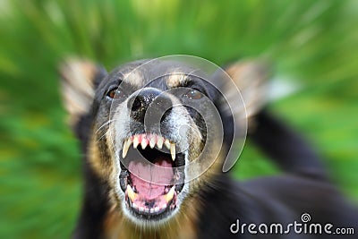 Barking dog Stock Photo