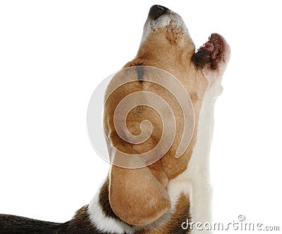 Barking Dog Stock Photo